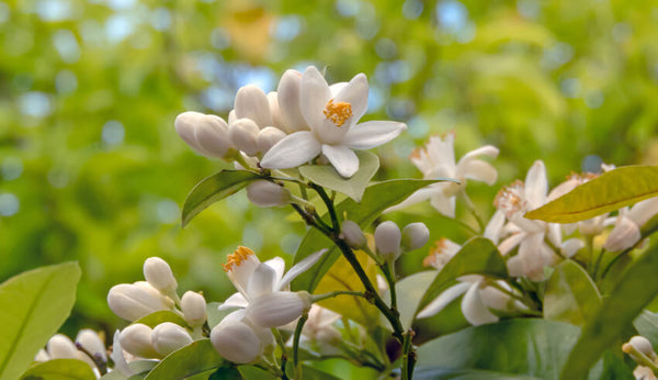 什麼是橙花油?橙花油有機護膚能帶來哪些益處?