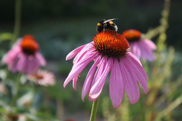 Biodynamic® Ingredients