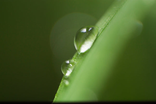 敏感肌必看！Vegan 精華好處多，保濕力超預期！
